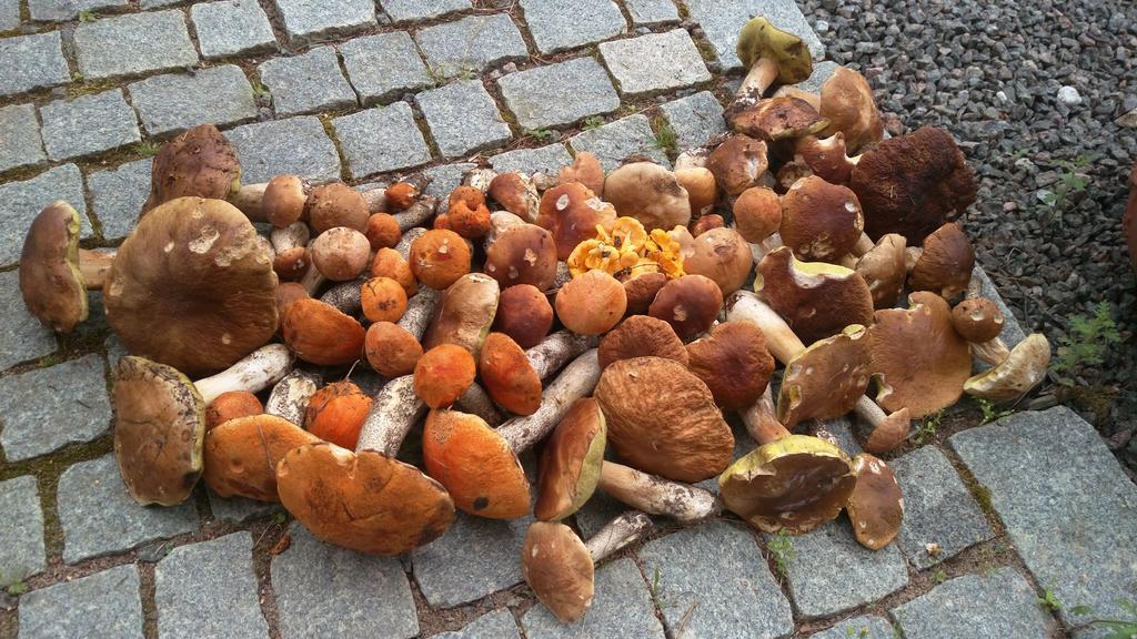贝达尔度假屋 Jyraankoski 外观 照片